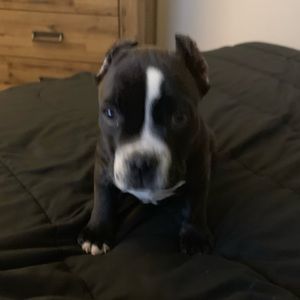 Meet your Posher, Aviona